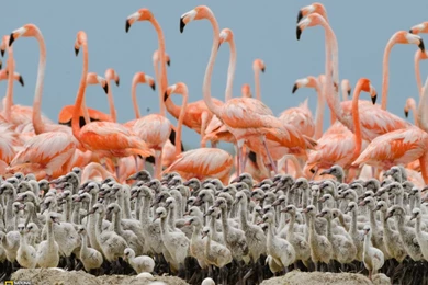 Flamingos   Photo Gallery   Pictures, More From National ...