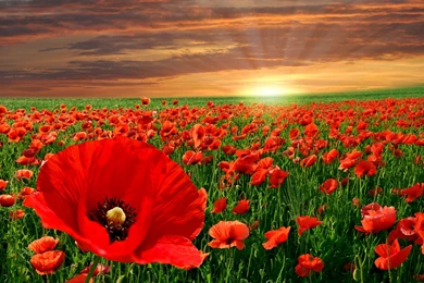 265 Poppy HD Wallpapers