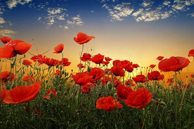 Poppy Flower Desktop Wallpapers