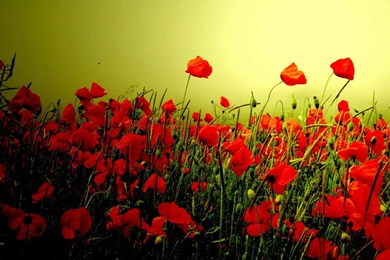 2015 10 03   Page 264