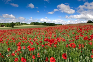 Poppy Computer Wallpapers, Desktop Backgrounds