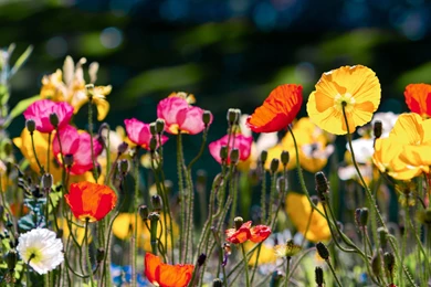 Poppy Computer Wallpapers, Desktop Backgrounds