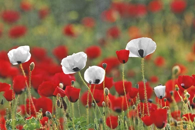 WHITE POPPIES FOR PEACE