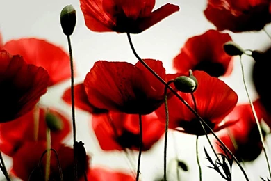 Poppy Computer Wallpapers, Desktop Backgrounds