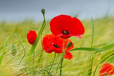 Red Poppies Widescreen Wallpaper.jpg