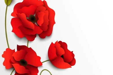 Poppy Vector For Free Download