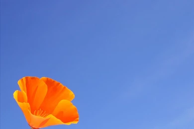 Free Summer Poppy Flower Backgrounds For PowerPoint   Flower PPT ...