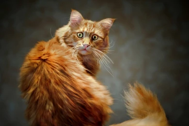 Orange Cat HD Wallpapers, Orange Cat Images Free, New Wallpapers