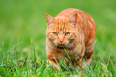 Orange Cat On Green Grass Wallpapers