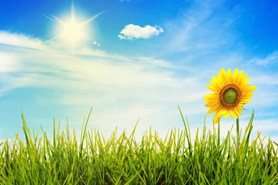 Sunny Bright Day Wallpaper 2.jpg