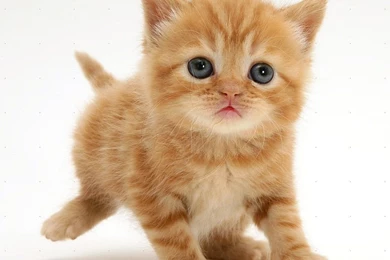 Tabby Cat HD Wallpapers, Tabby Cat Photos, New Wallpapers