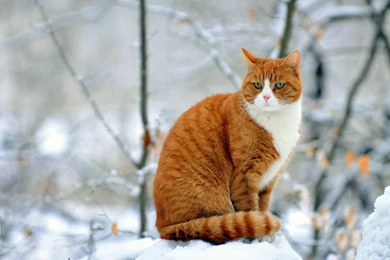 Orange cat in the snow animal hd wallpaper 2560x1440 30805.jpg