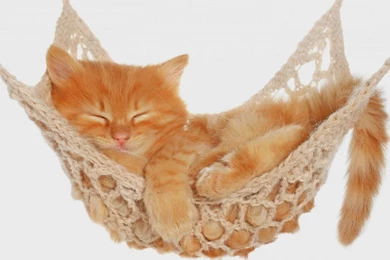 Black Wallpapers With A Black Cat