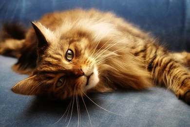 Maine Coon Cat Personality, Characteristics And Pictures ...