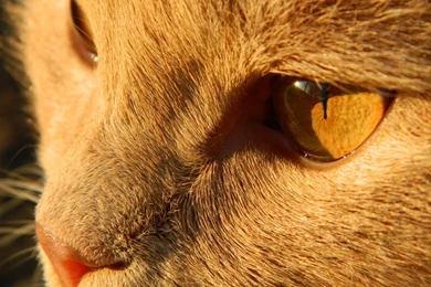Orange Cat Wallpapers