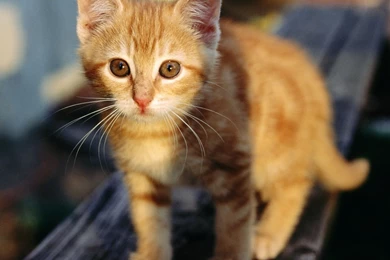 Strictly Wallpaper: Wallpapers For Cat Lovers 4