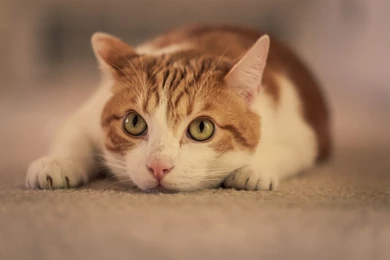 Cats: Waiting Animal Orange White Cat Ginger Desktop Backgrounds ...