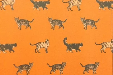 Funny Cute Weird Orange Cats Wallpaper Backgrounds Bawnie •