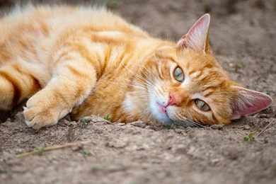 Orange Cat Chillaxing 900x602px