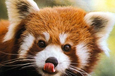 Red Panda Wallpapers   Animals Town