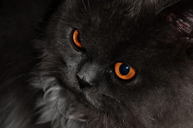 Black Cat With Orange Eyes HD Wallpapers – Windows 10 Wallpapers