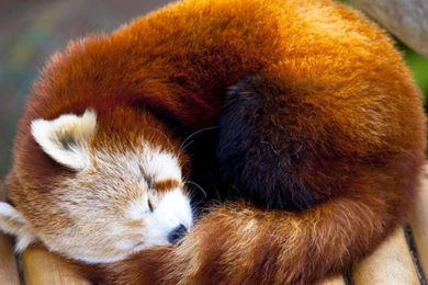 Cute Red Panda   Wallpaper.