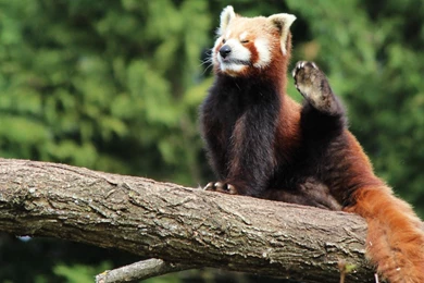 Red Panda (