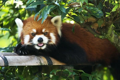 Red Panda Wallpapers 1920x1080 Wallpaper.