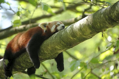 Lazy Red Panda Wallpapers