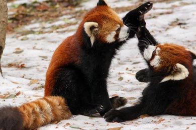 Red Pandas High Five HD Wallpapers   Cool Wallpapers
