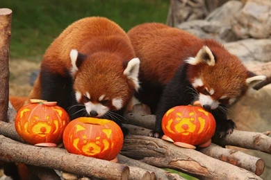Red Panda Wallpapers HD Download