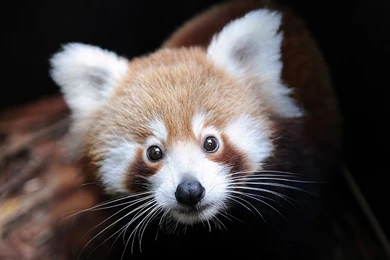 1920x1080 Red Panda Wallpapers