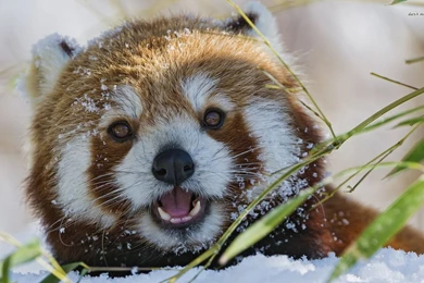 Red Panda Wallpapers   Animal Wallpapers