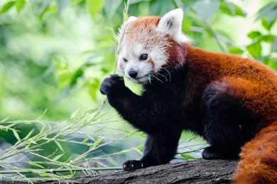 Red Panda Wallpapers :: HD Wallpapers