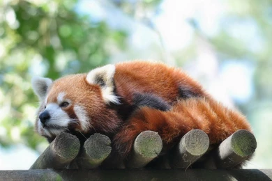 Red Panda Computer Wallpapers, Desktop Backgrounds