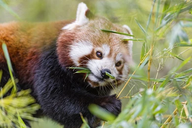 Red Panda Free Download HD Wallpapers 9673   Amazing Wallpaperz