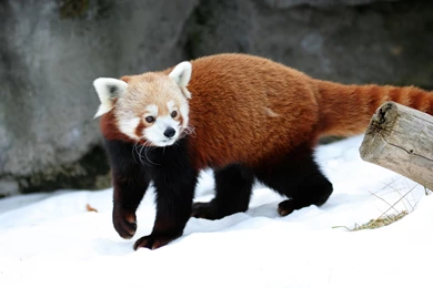 Red Panda Wallpaper HD In snow.jpg