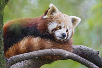 Red Panda Wallpaper.