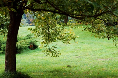 Nature Backgrounds, Hd Wallpapers, Mother Nature, Windows, Flower ...