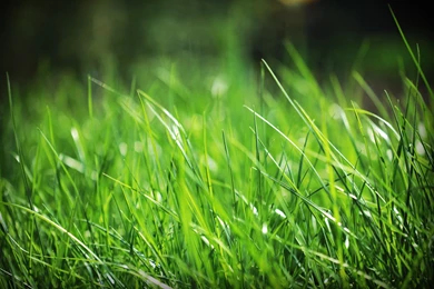 Green grass beautiful widescreen wallpapers in hd free