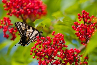 Beautiful HD Wallpaper, Beautiful Images