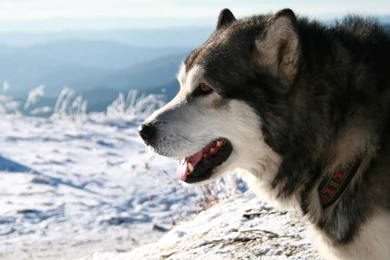 Alaskan Malamute Wallpapers Wallpapers Cave
