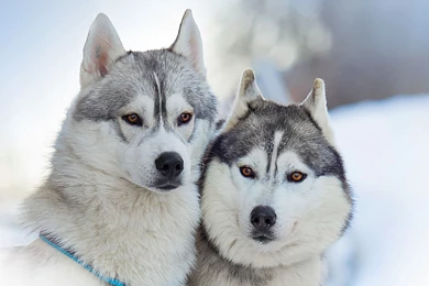 Portrait Of Alaskan Malamutes Wallpapers And Images Wallpapers ...