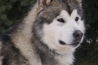 Grey Alaskan Malamute Dog Photo And Wallpaper. Beautiful Grey ...