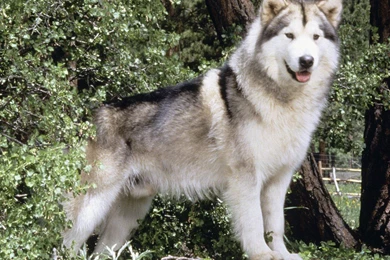 Free Wallpapers Alaskan Malamute Pet Backgrounds Dog