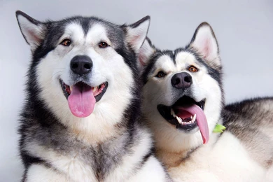 Alaskan Malamutes Show Tongue Wallpapers And Images Wallpapers ...