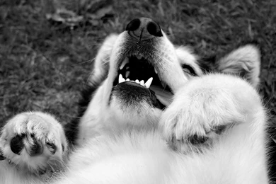 Playful Alaskan Malamute Wallpapers And Images Wallpapers ...