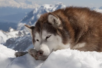 Sleeping Alaskan Malamute 1920 X 1200 Wallpapers