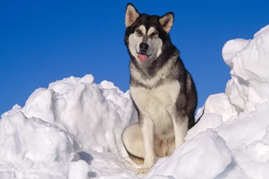 Alaskan Malamute In Snow Photo And Wallpaper. Beautiful Alaskan ...