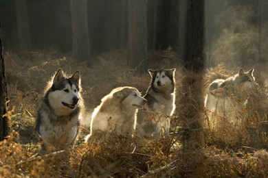 Alaskan Malamutes In The Forest Wallpapers And Images   Wallpapers ...